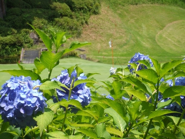 カレドニアン・ゴルフクラブ | 千葉県 | ゴルフ場予約ALBA Net | 施設画像