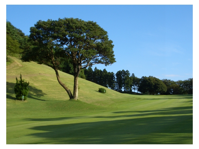 総丘カントリー倶楽部 | 千葉県 | ゴルフ場予約ALBA Net | コース画像